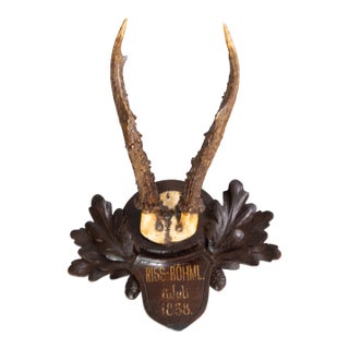 Antique Black Forest Roe Deer Antlers Hunting Trophy 1888 Mount For Sale