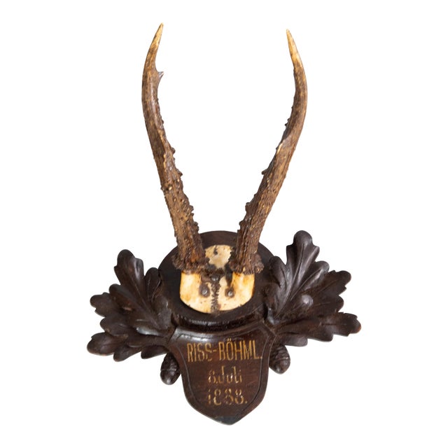 Antique Black Forest Roe Deer Antlers Hunting Trophy 1888 Mount For Sale