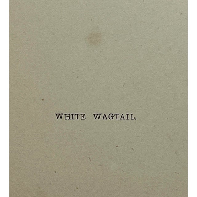 Antique Hand Tinted Bird Print From England Featuring a White Wagtail With Grey & Black Accents - Circa 1880 For Sale - Image 9 of 11