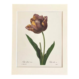 Vintage Pierre-Joseph Redouté Print in 11x14 Mat -"Tulipe Cultivée", Tulip, EUC For Sale