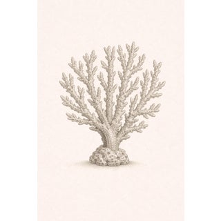 Branching Coral Study, Minimal Coastal Botanical Art Print, 24" × 36" For Sale