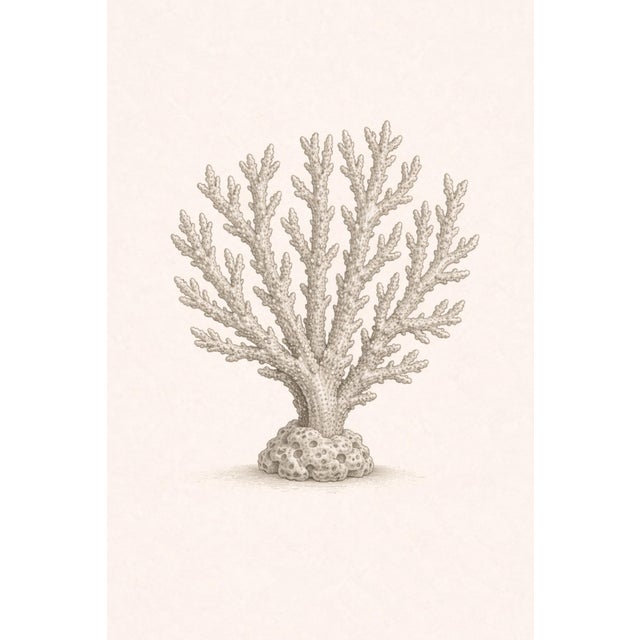 Branching Coral Study, Minimal Coastal Botanical Art Print, 24" × 36" For Sale
