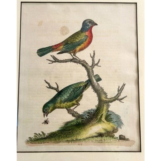 English Set of 4 Framed 18th Century George Edward’s Hand Colored Bird Prints For Sale - Image 3 of 11