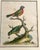 English Set of 4 Framed 18th Century George Edward’s Hand Colored Bird Prints For Sale - Image 3 of 11
