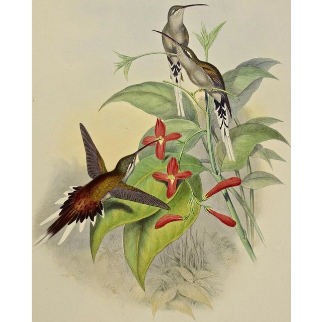 Green Salle's Hermit Hummingbirds: A 19th C. Gould Hand-Colored "Phaethornis Augusti", 1850 For Sale - Image 8 of 10