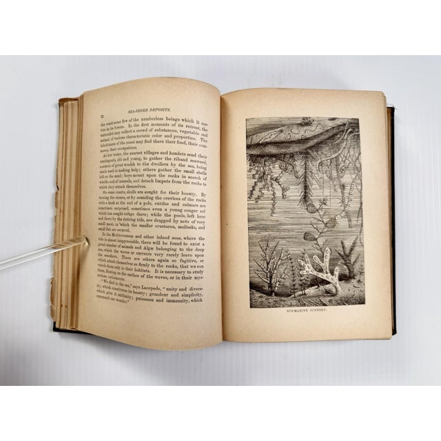 1884 the Water World by J W Van Dervoort Illustrated Book About Sea Life, Ghost Ships For Sale - Image 11 of 17