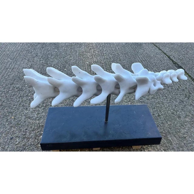 Stone Hand-Carved Marble Vertebrae Sculpture on Marble Base For Sale - Image 7 of 16