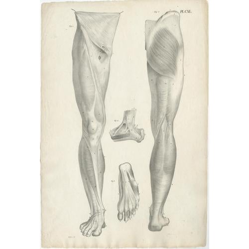Early 19th Century Jules Cloquet, French Anatomical, 1821, Lithograph, Set of 3 For Sale - Image 5 of 10