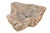 Petrified Wood Wash Hand Basin by Xyleia Petrified Wood For Sale - Image 6 of 6
