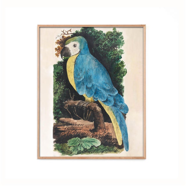 This colorful parrot print is from our series of 19th Century naturalist studies. The loose, painterly style is unusual...