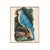 This colorful parrot print is from our series of 19th Century naturalist studies. The loose, painterly style is unusual...