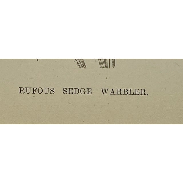 Cream Antique Hand Colored Bird Print From England Showcasing a Rufous Sedge Warbler - Circa 1888 For Sale - Image 8 of 10