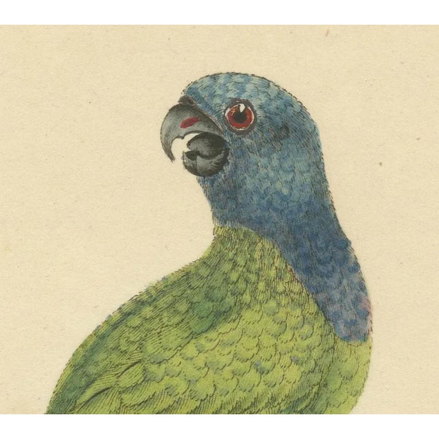Blue-Headed Parrot, 1794, Paper For Sale - Image 3 of 6