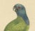 Blue-Headed Parrot, 1794, Paper For Sale - Image 3 of 6
