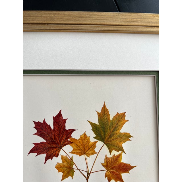 1900 - 1909 Original Vintage Tree Leaf Botanical Prints- Authentic Early 20th Century Prints For Sale - Image 5 of 5