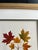 1900 - 1909 Original Vintage Tree Leaf Botanical Prints- Authentic Early 20th Century Prints For Sale - Image 5 of 5