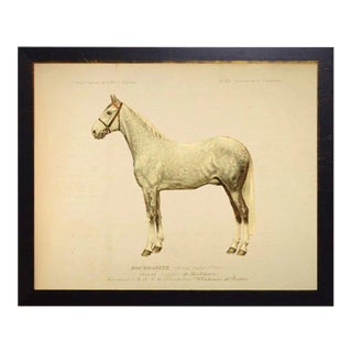 Country Print of Wayland the Horse Bookplate - 30x24 For Sale