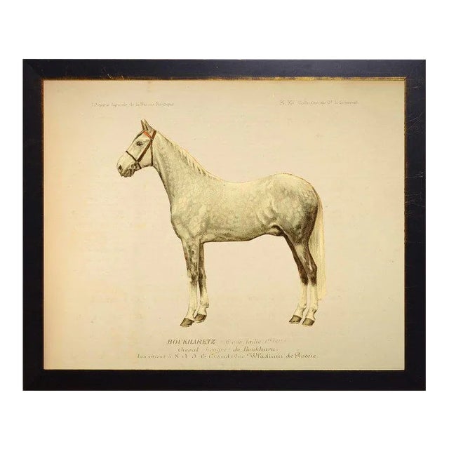 Country Print of Wayland the Horse Bookplate - 30x24 For Sale
