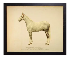 Country Print of Wayland the Horse Bookplate - 30x24