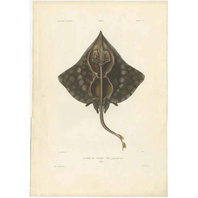 Antique Print of Gaimard’s Skate – Raia gaimardi – Hand-Colored Lithograph, 1845 This beautifully hand-colored lithograph...