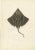Antique Print of Gaimard’s Skate – Raia gaimardi – Hand-Colored Lithograph, 1845 This beautifully hand-colored lithograph...