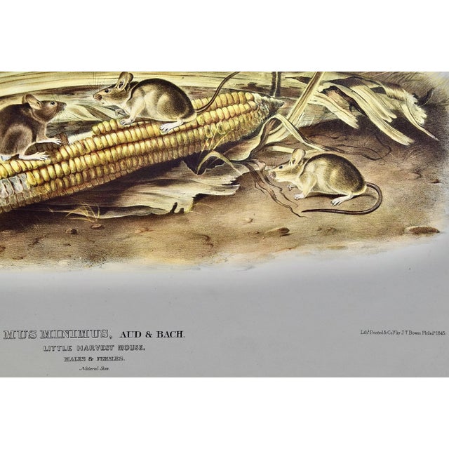 Audubon "Little Harvest Mouse": A Framed Original Audubon Hand-Colored Folio Lithograph, 1845 For Sale In San Francisco - Image 6 of 8