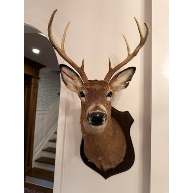1990s White-Tailed Deer Taxidermy Mount on Wood Plaque - 7 Point For Sale - Image 12 of 12