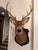 1990s White-Tailed Deer Taxidermy Mount on Wood Plaque - 7 Point For Sale - Image 12 of 12
