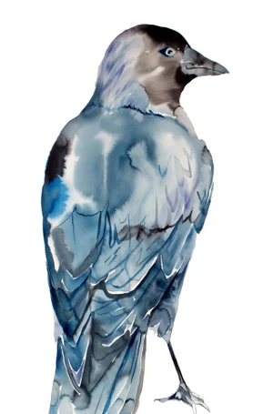 "Jackdaw" Contemporary Original Bird Watercolor Painting by Elizabeth Becker