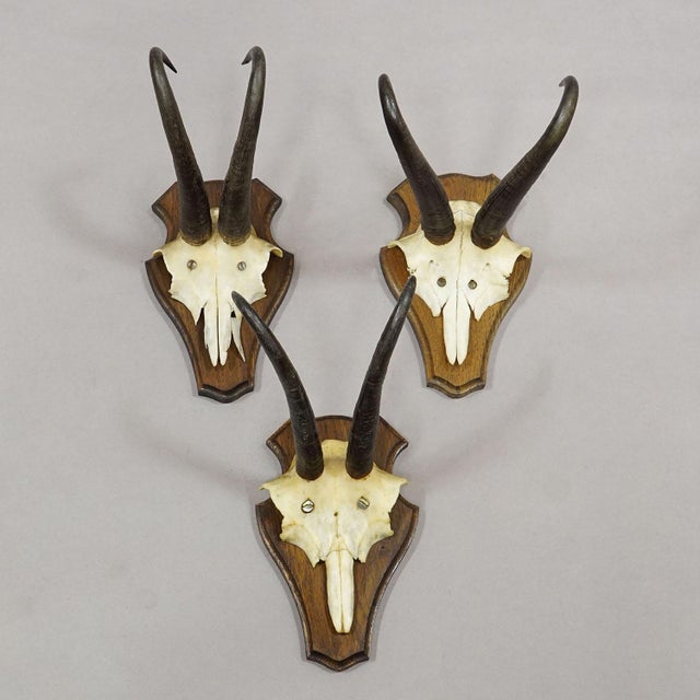 Wood Vintage Set of Six Chamois Trophies on Shaped Plaques, Germany Ca. 1960s For Sale - Image 7 of 7