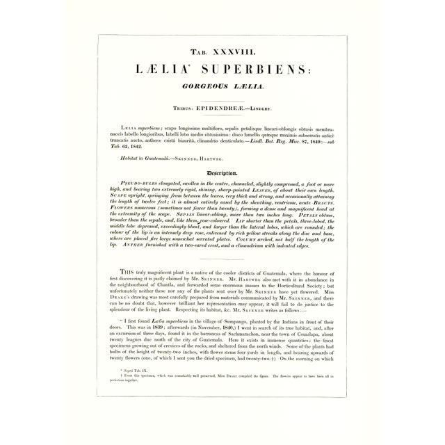 Large 1973 Orchid Flower Lithograph "Laelia Superbiens" (Gorgeous Laelia) After James Bateman For Sale - Image 4 of 7