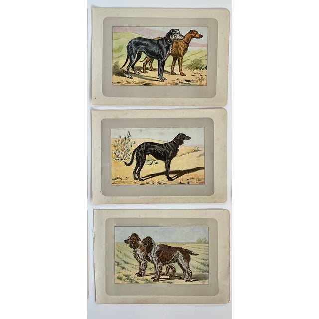 Illustration 1907 French Photogravure Prints - Collection of Nine Hunting Dogs #1 - For Sale - Image 3 of 5