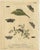 Albin, Tiger & Footman Moths Scarlet Tiger, Speckled Footman, 1720, Prints, Set of 4 For Sale - Image 3 of 10