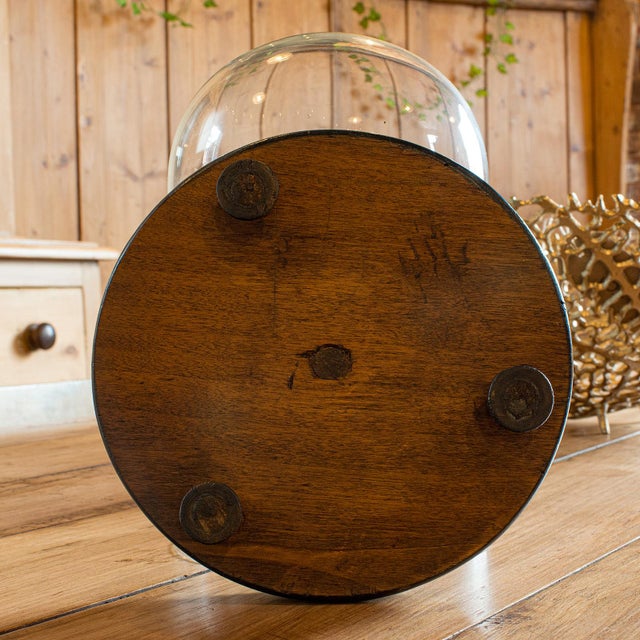 1880's Small Antique Display Dome For Sale - Image 6 of 9