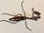 Metal Large Japanese Articulate Bronze Praying Mantis Jizai Yasunosuke Ryubundo VI For Sale - Image 7 of 14