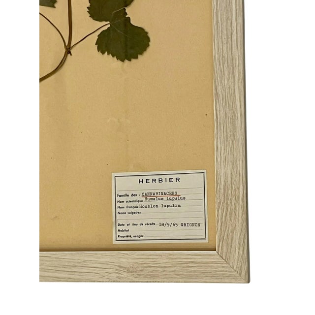 Vintage Set of 4 French Custom Framed Herbarium Herbier Botanical Specimens For Sale - Image 9 of 14