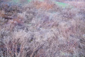 "Harriman 10" Contemporary Botanical Landscape Photograph Print