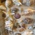 Curated Marine Specimen Collection in a Hinged Natural Wood Shadow Box Vitrine For Sale - Image 9 of 12