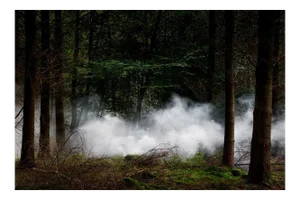 Between the Trees 10, Ellie Davies, 2014
