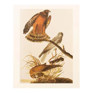 1966 Vintage Cottage Print "Marsh Hawk" After John James Audubon