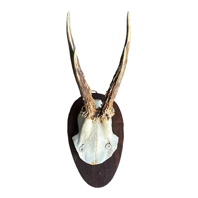 Early 1900s Roe Deer Trophy Rd81 Black Forest Antlers For Sale