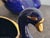 Limogenes, Royal Blue and 22 K Gold Miniature Pair of Decorative Swans For Sale - Image 12 of 12