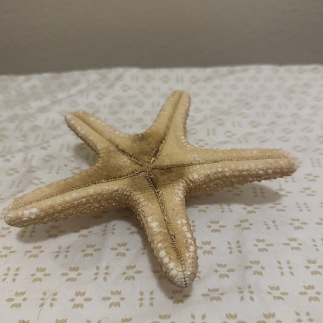 Large Natural Jungle Starfish For Sale - Image 4 of 5