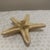 Large Natural Jungle Starfish For Sale - Image 4 of 5