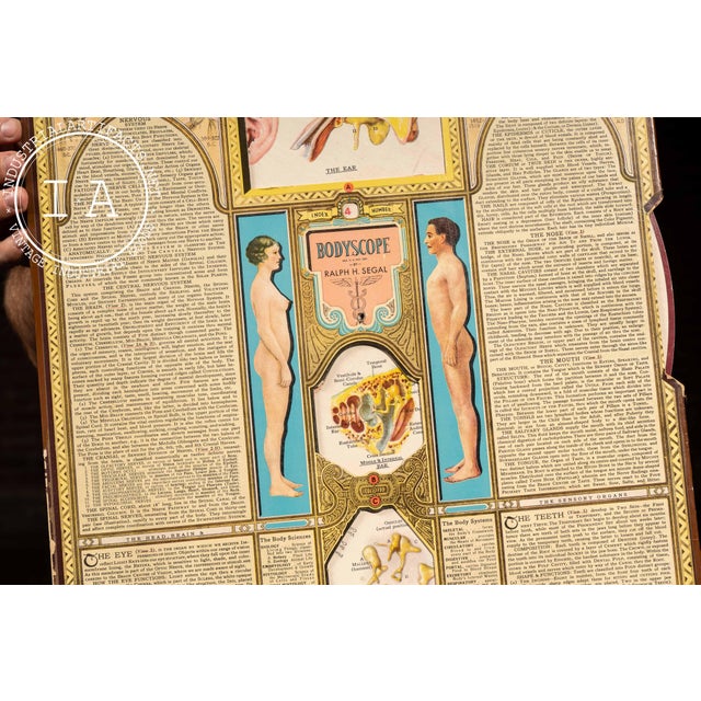 Mid 20th Century Vintage “Bodyscope” Rotating Anatomical Chart by Ralph H. Segal For Sale - Image 5 of 11