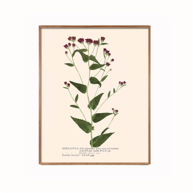 Wine Antique Botanical Set in Oxblood - Set of 8 11" X 14" For Sale - Image 8 of 12