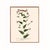 Wine Antique Botanical Set in Oxblood - Set of 8 11" X 14" For Sale - Image 8 of 12