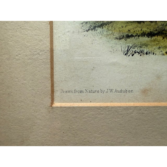 Original Audubon Hand-Colored Lithograph, "Musk Ox" Plate Cxi, j.t. Bowen c.1850 For Sale - Image 9 of 10