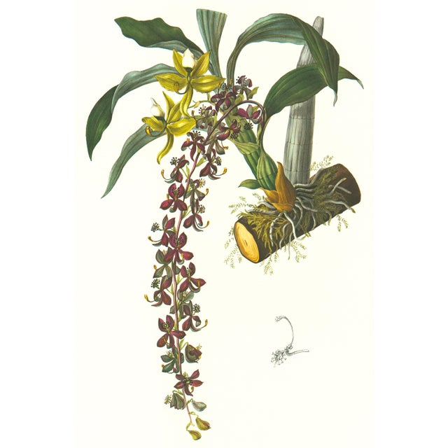 Limited edition reproduction print of one of the most famous botanical works ever produced, "The Orchidaceae of Mexico and...