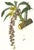 Limited edition reproduction print of one of the most famous botanical works ever produced, "The Orchidaceae of Mexico and...